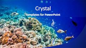  Presentation with tropical reef fish - PPT theme with soft corals and tropical fish background and a dark gray colored foreground