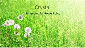  Presentation with beautiful nature - Amazing PPT theme having soft-fluffy-dandelions-on-sunny backdrop and a yellow colored foreground