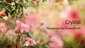  Presentation with bud - PPT theme consisting of soft focus as flower background background and a coral colored foreground