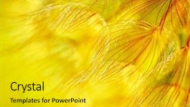  Presentation with soft focus abstract nature - Colorful theme enhanced with soft focus beautiful nature details backdrop and a gold colored foreground