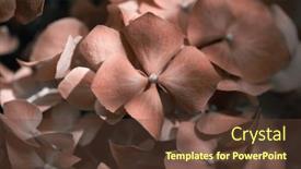  Presentation with blur - Presentation theme consisting of soft-focus-blur-close-up background and a tawny brown colored foreground