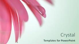  Presentation with drop - PPT theme consisting of soft-focus-blur-pink-flower background and a sky blue colored foreground