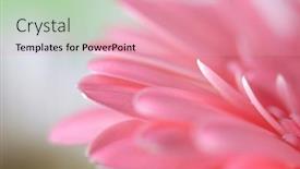 Presentation with blur - Beautiful PPT layouts featuring soft-focus-blur-pink-flower backdrop and a coral colored foreground