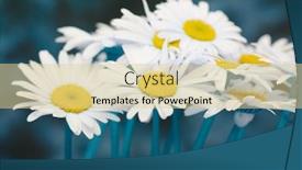  Presentation with chamomile - Colorful PPT theme enhanced with soft-focus-chamomile-flower-nature backdrop and a blonde colored foreground