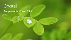  Presentation with focus - Slide deck having soft-focus-close-up background and a tawny brown colored foreground