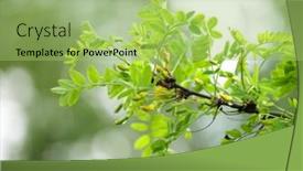  Presentation with mustard seeds yellow flowers - Beautiful slide deck featuring soft-focus-close-up backdrop and a mint green colored foreground