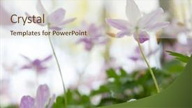  Presentation with new beginning - Beautiful slide set featuring soft focus concept for purity backdrop and a lemonade colored foreground