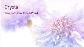  Presentation with lens - Theme enhanced with soft focus cornflower background with copy space made with lens-baby and macro-lens background and a sky blue colored foreground