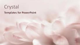  Presentation with blur - Audience pleasing slide deck consisting of soft-focus-flower-petal backdrop and a sky blue colored foreground