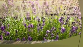  Presentation with lavender - Beautiful slide set featuring soft-focus-fresh-lavender-over backdrop and a lemonade colored foreground