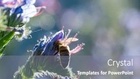  Presentation with honey bee - Audience pleasing slide set consisting of soft-focus-honey-bee-pollinating backdrop and a gray colored foreground