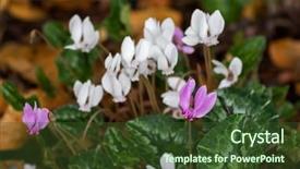  Presentation with soft white flower - Slides featuring soft focus of cyclamen persian background and a tawny brown colored foreground