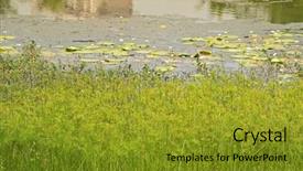  Presentation with plants growing - PPT layouts with paryrus - soft focus of cyperus papyrus background and a gold colored foreground