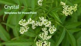 Presentation with blurred flowers - Amazing PPT theme having soft focus of home grown white elderberry plant sambucus gaudichaudiana with white flowers and blurred green leaves background in australia backdrop and a forest green colored foreground