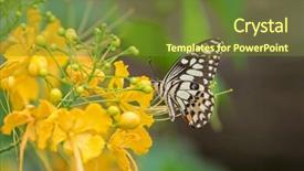  Presentation with blue yellow - Cool new presentation with thailand asia papilio demoleus backdrop and a tawny brown colored foreground