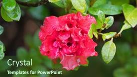  Presentation with azalea - Amazing slide deck having soft focus of wet azalea indica goyet frilly double flower in red blooming in garden in tasmania australia backdrop and a tawny brown colored foreground