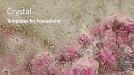  Presentation with soft focus abstract nature - Slides featuring soft-focus-pink-flower-bouquet background and a  colored foreground