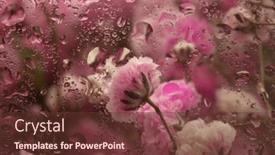  Presentation with soft focus abstract nature - Presentation consisting of soft-focus-pink-flower-bouquet background and a  colored foreground