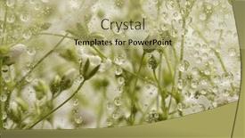  Presentation with soft focus abstract nature - Presentation theme consisting of soft-focus-pink-flower-bouquet background and a  colored foreground