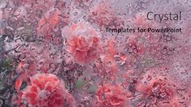  Presentation with soft focus abstract nature - Slide deck consisting of soft-focus-pink-flower-bouquet background and a coral colored foreground