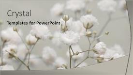  Presentation with smoke - Slide deck having soft-focus-smoke-gypsophila-flower background and a light gray colored foreground