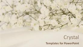  Presentation with soft white flower - PPT layouts consisting of soft-focus-smoke-gypsophila-flower background and a lemonade colored foreground