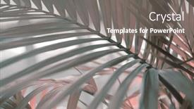  Presentation with color pink - Presentation design having soft-focus-smoke-palm-leaf background and a gray colored foreground