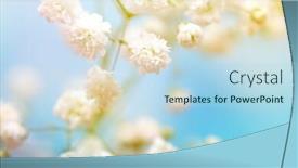  Presentation with soft white flower - Theme consisting of soft-focus-white-flower background and a light blue colored foreground