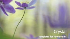  Presentation with wild flower - Audience pleasing PPT theme consisting of soft focus wood anemone backdrop and a mint green colored foreground
