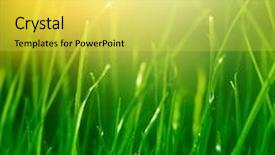  Presentation with drop - Cool new presentation theme with soft green grass background backdrop and a yellow colored foreground