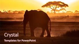  Presentation with dust - Cool new slide deck with soft light horizon - elephant walking through amboseli national backdrop and a wine colored foreground
