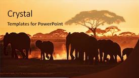  Presentation with elephants - Audience pleasing slide deck consisting of soft light horizon - elephants march through amboseli national backdrop and a yellow colored foreground