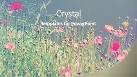  Presentation with done - Slide set featuring field of wildflowers done background and a gray colored foreground