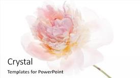  Presentation with peony - Audience pleasing presentation consisting of  backdrop and a  colored foreground