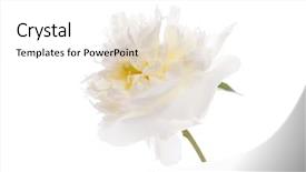  Presentation with peony - Slides enhanced with peony on the white background and a white colored foreground