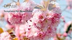  Presentation with japanese cherry blossom - Amazing presentation theme having japanese cherry-tree blossom sakura backdrop and a sky blue colored foreground