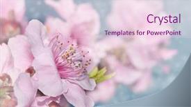  Presentation with light pink - Presentation theme consisting of soft pink peach blossom background and a lemonade colored foreground