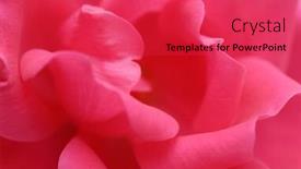  Presentation with pink rose - PPT theme having soft pink rose background background and a red colored foreground