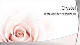  Presentation with pink rose petals on white - Colorful presentation theme enhanced with soft rose center over white backdrop and a white colored foreground
