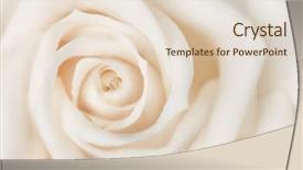  Presentation with white rose - Presentation theme enhanced with soft rose background and a lemonade colored foreground