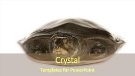  Presentation with shell - Slide deck featuring soft-shell-turtles-family-trionychidae background and a tawny brown colored foreground