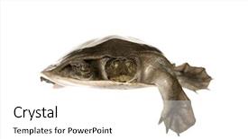  Presentation with shell - PPT theme consisting of soft-shell-turtles-family-trionychidae background and a white colored foreground
