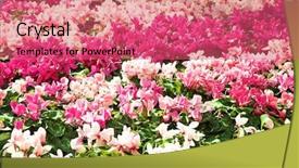  Presentation with sunshine flower - PPT theme featuring soft to bright pink cyclamen background and a coral colored foreground