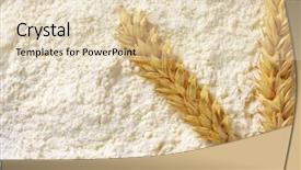 Presentation with wheat - Beautiful PPT theme featuring soft wheat flour with ripe backdrop and a  colored foreground
