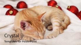  Presentation with white christmas - Audience pleasing PPT theme consisting of soft white blanket among christmas backdrop and a coral colored foreground