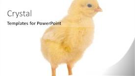  Presentation with chick - 