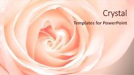  Presentation with pink rose - PPT layouts with softness pink rose square photo background and a lemonade colored foreground