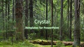  Presentation with forest - PPT layouts consisting of softwood forest at summer seliger background and a  colored foreground