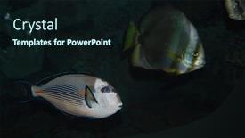  Presentation with fish aquarium - Cool new PPT theme with sohal tang and lookdown fish in aquarium backdrop and a wine colored foreground