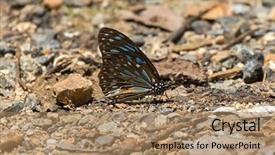  Presentation with dark blue coloured - Amazing theme having soil fauna - dark blue tiger danaid butterfly backdrop and a coral colored foreground